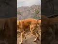 Dog Playing With Tail