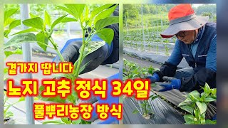 고추 곁가지제거 괴산청결고추 풀뿌리농장 방식 소개 청정괴산 자연울림 노지 정식 34일 코레곤 세븐스타  [고…