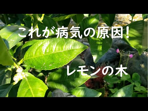 レモンの木の病気 アブラムシ 葉の変形