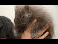 Meet Lander the cutest baby porcupine