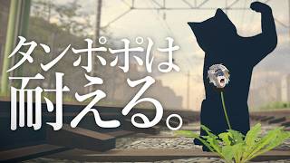 【タンポポは耐える。】野に咲く花のように、美しく逞しく生きていく。【歌衣メイカ】