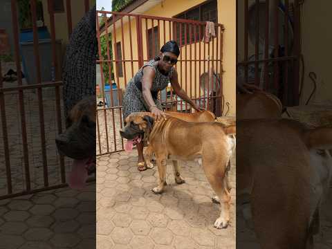 66 years old woman and her Boerboels#boerboel #dog #shorts