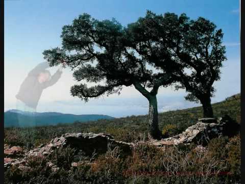 Arbol Torcio video