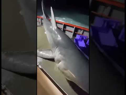 Great White Shark Hunts Its Prey Right on the Boat 😱