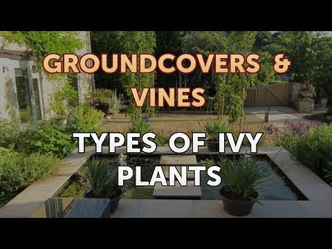 How to Grow a Trumpet Vine