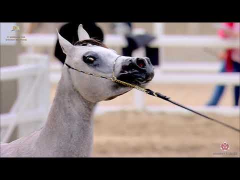 N 123 MZ HIND   The Breeders Cup   Kuwait 2020   Straight Egyptians   2 Years Old Fillies Class 3B