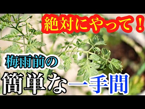 トマトが育たない理由 花が咲かない サイズが大きくならない 主なエラー 栽培 苗を植える トマトの植物