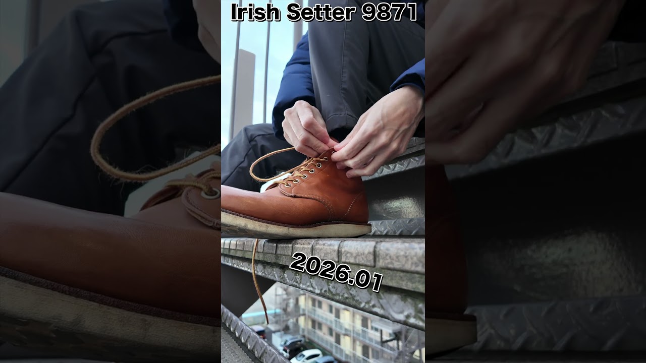 アイリッシュセッター6年経過