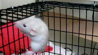 Baby Dumbo rats 3 1/2 weeks old