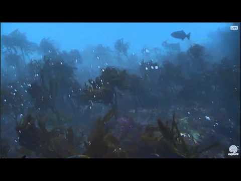 Anacapa Ocean cam "bird" 2-7-16