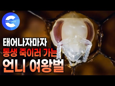 여왕벌의 권력싸움