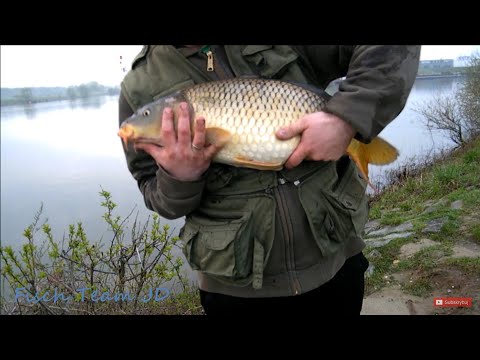 Karpie w Holandii rzeka Maas - KARPIE czyli jak złowić karpia sazana  na dzikiej wodzie