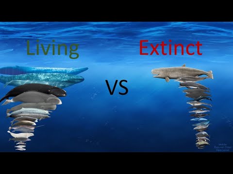Whales Size Comparison Living Extinct