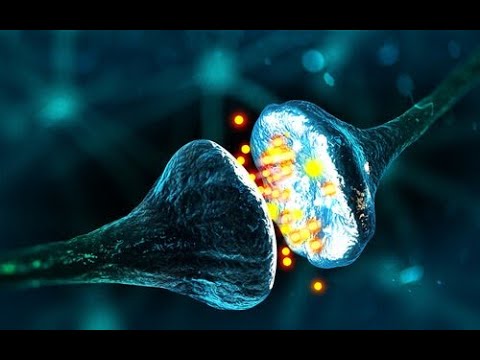 Neurotransmisores, neurofisiologia, bases para entender de dónde vienen y su función básica
