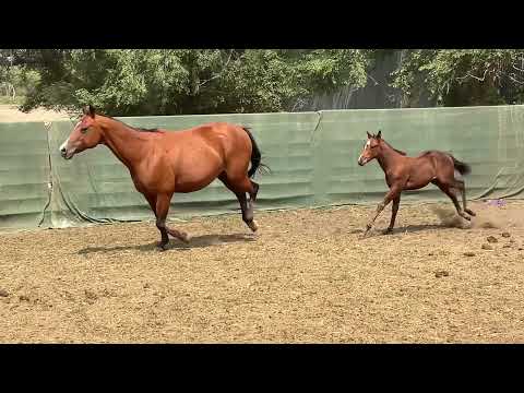 06/10/2021 Bay Filly (Wimpys Hi Roller x RWS Sweet Solita Oak)