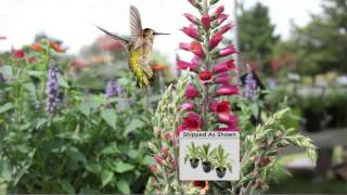 Cottage Farms 3-piece Foxlight Foxglove Collection with Dan Hughes