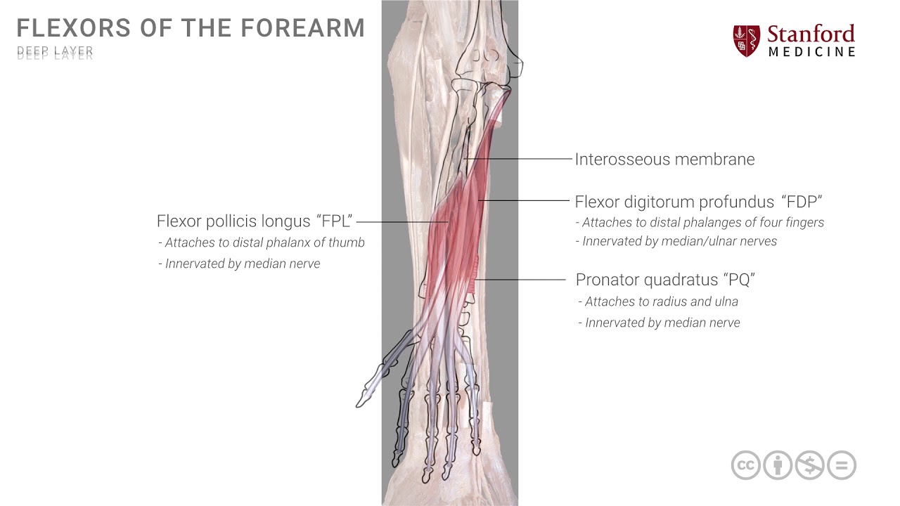 Anatomy of the Upper Limb: Deep Flexors of Forearm