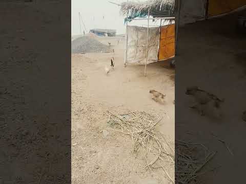 Puppy chasing chickens I Maiya hurls orphans this way I Dharamrai Dhar MP in Narmada Parikrama #reva