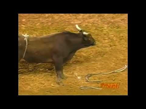 Jim Jam bucks Chris Sorace - 99 PBR Columbus, GA