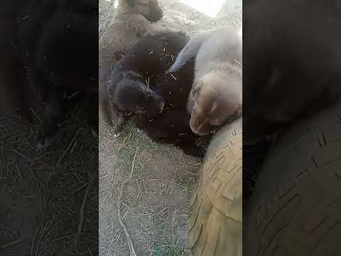 #ilovemydog ❤️❤️❤️