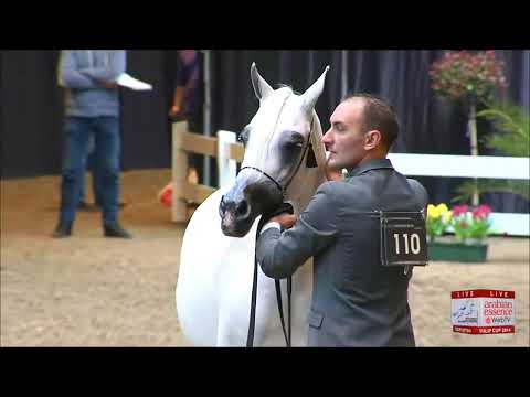 Tulip Cup 2014 - Senior Mares Championship