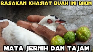 Download lagu cara membersihkan mata merpati agar penglihatan jernih dan tajam mp3 Download lagu cara membersihkan mata merpati agar penglihatan jernih dan tajam mp3