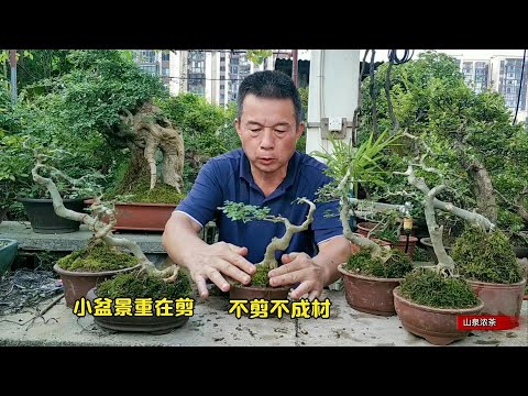小盆栽