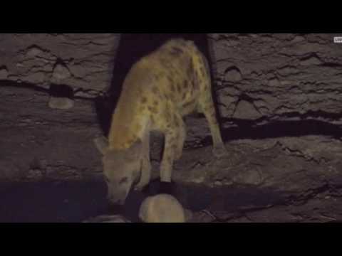 Safari Live Videos-July 26, 2016- Djuma Waterhole- As night Falls A Spotted Hyena Comes for a Drink