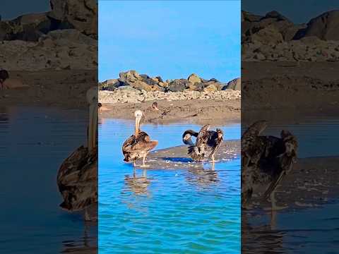 Explorando La Punta Callao #explore #explorar #lapunta #aves #birds #lapunta #callao #lima #peru