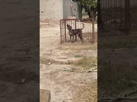 no need lion if you have this dog#short#viral#animal#earn#farming#vlog#chaina#uk#usa#bisit#job#ipl#