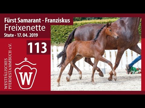 113 Freixenette Stute v. Fürst Samarant - Franziskus