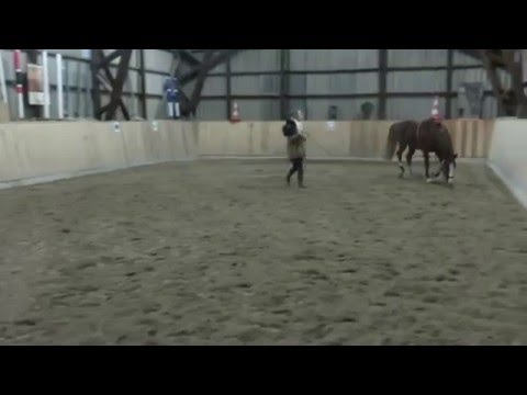 3j. Dt. Reitpony Hengst Dreidimensional AT x Donatelli - longieren