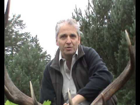 Alter kapitaler Hirsch erlegt!