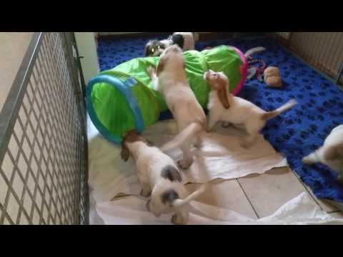 download lagu mp3 mp4 Van De Viersenhoeve, download lagu Van De Viersenhoeve gratis, unduh video klip Van De Viersenhoeve