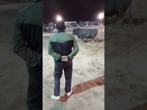 pelea de toros en Urubamba Cusco Perú
