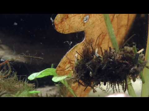 Cadisfly, Köcherfliegen-Larve (Trichoptera)