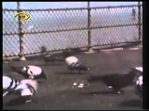 Ifthah Ya Sim Sim   Doin The Pigeon