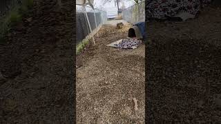 Video preview image #1 Airedale Terrier Puppy For Sale in Emmett, ID, USA