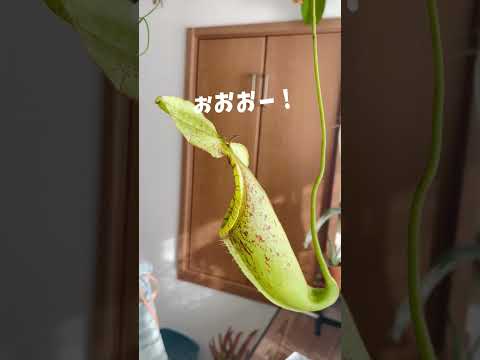 ラッフルズ ネペンテス、ネペンテス ラフレシアナ