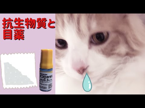 猫に抗生物質を与えてもいいでしょうか?