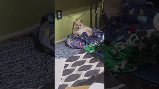 Video preview image #1 Pomeranian Puppy For Sale in Alexandria, KY, USA