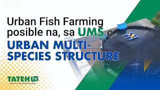 Urban Fish Farming posible na sa Urban Multi-Species Structure o UMS | TatehTV Episode 151