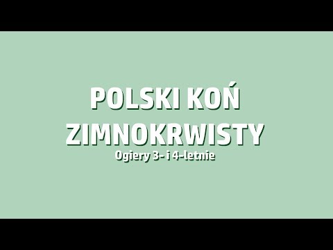 Kętrzyn 2019, cz.9 | Polski Koń Zimnokrwisty - ogiery 3-4-letnie