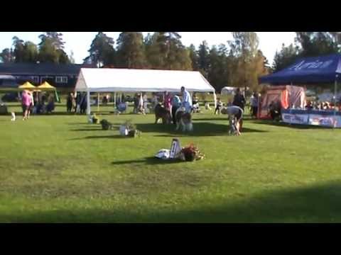 Grupp 2 final på internationella hundutställningen i Gimo 20140914