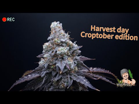 Harvest Day !! Croptober Edition 2025