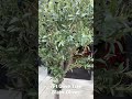 Artificial Olive Tree- Black Olives- Real Trunk #artificialtree #fauxflowers