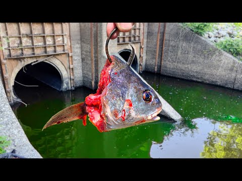 Fishing a STORM DRAIN = BIG FISH!!! (Surprise Catch)