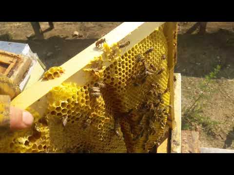 Incepem pregatirea stupilor pentru iarna