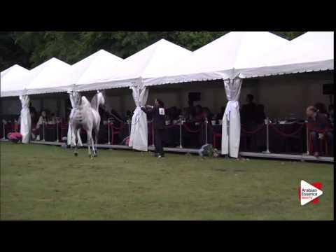 Stallion Presentation