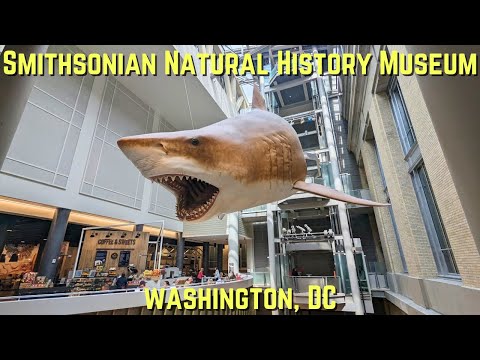 Smithsonian-Museumstour für Naturgeschichte – Washington, D.C.